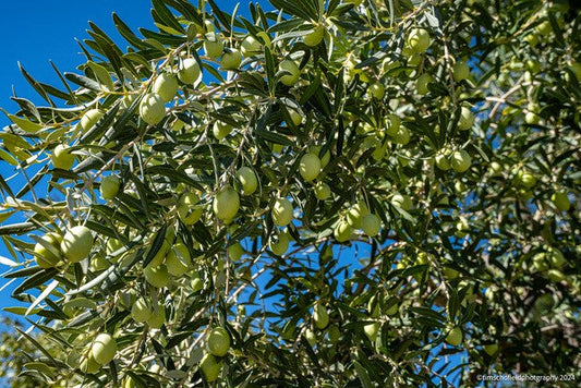 Question & Answer with Stergioudis Olives